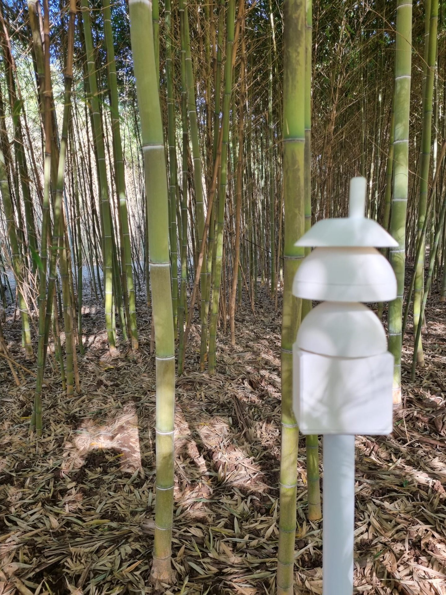 Sonda GreenSense installata in un bambuseto